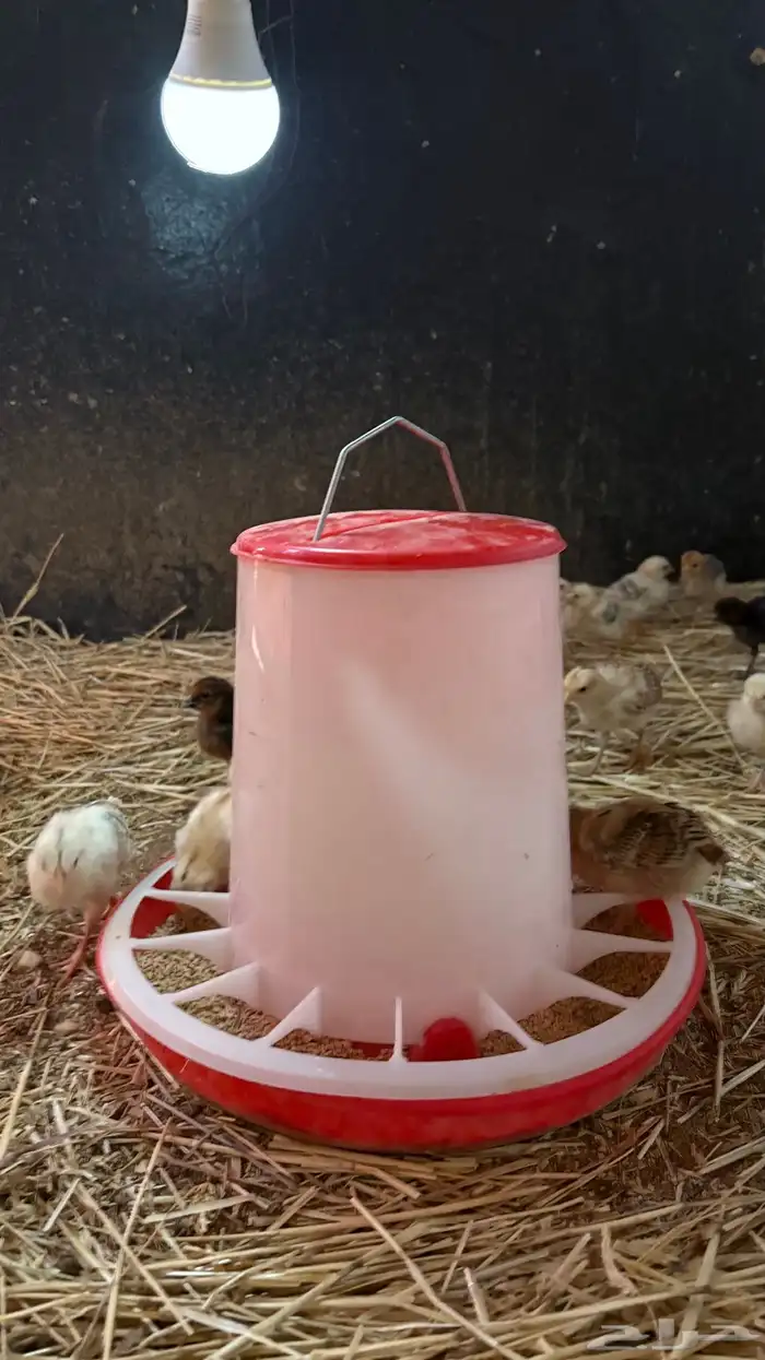 للبيع. صوص دجاج العدد 45 2