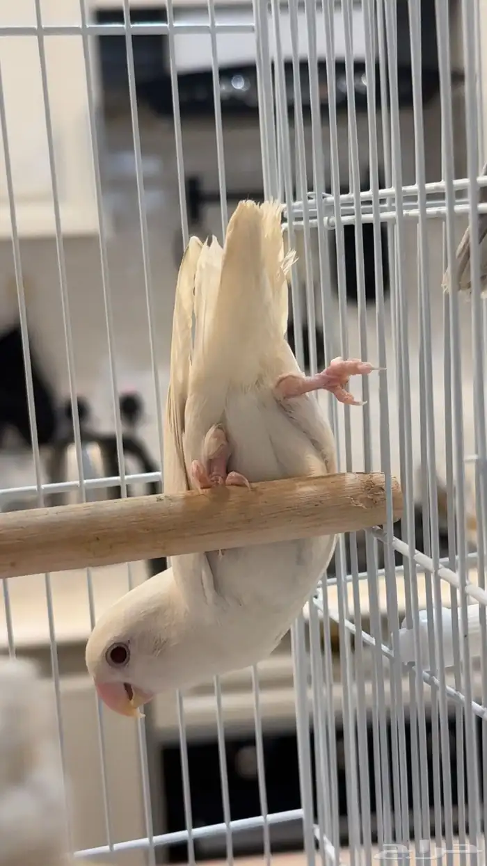 روز البينو 2