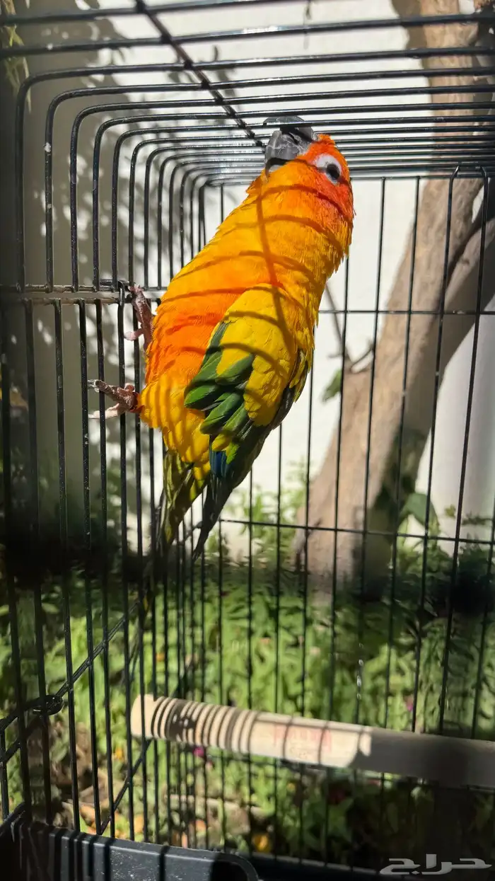 صن كنيور للبيع 2