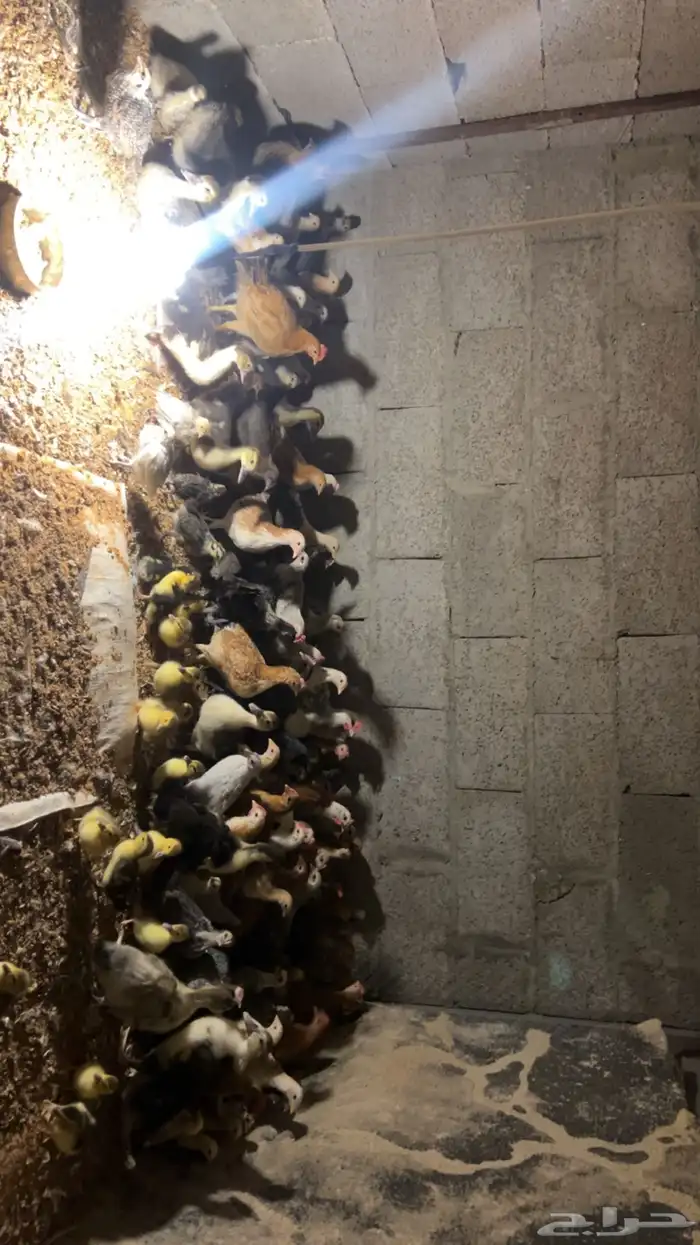 فروخ دجاج وبط 0