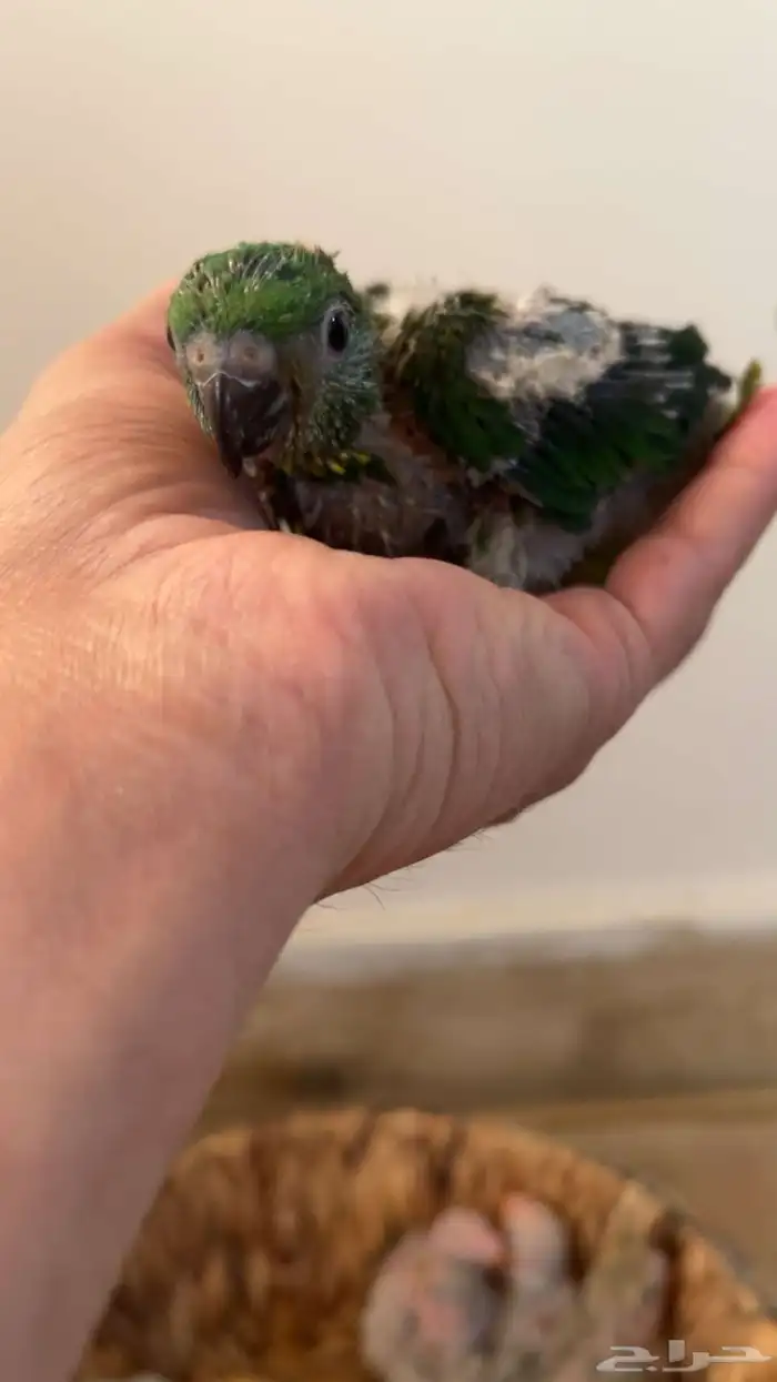 فروخ لوري سكالي غر 2