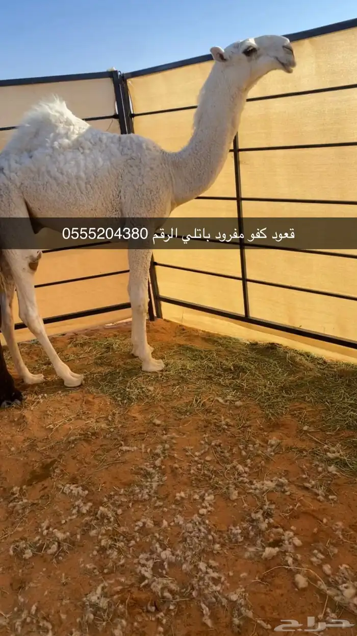 قعود كفو باتلي الموقع الصياهد 0