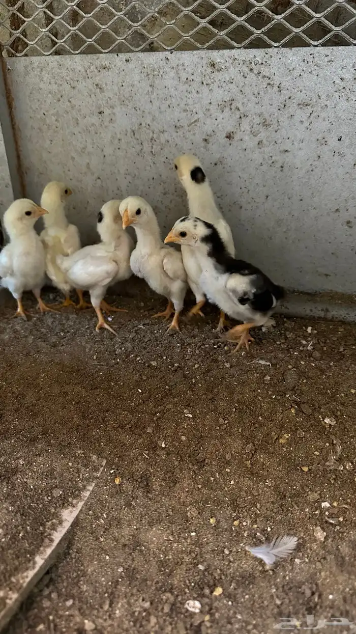 فروخ كوشامو 0