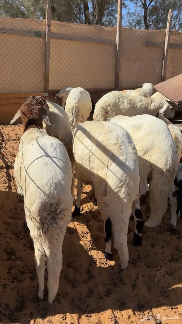 سواكن مرابي فاخرة 6