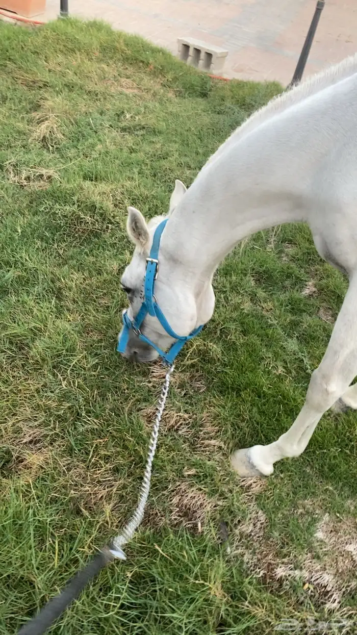 فرس شعبية لقاح ثقيل 3