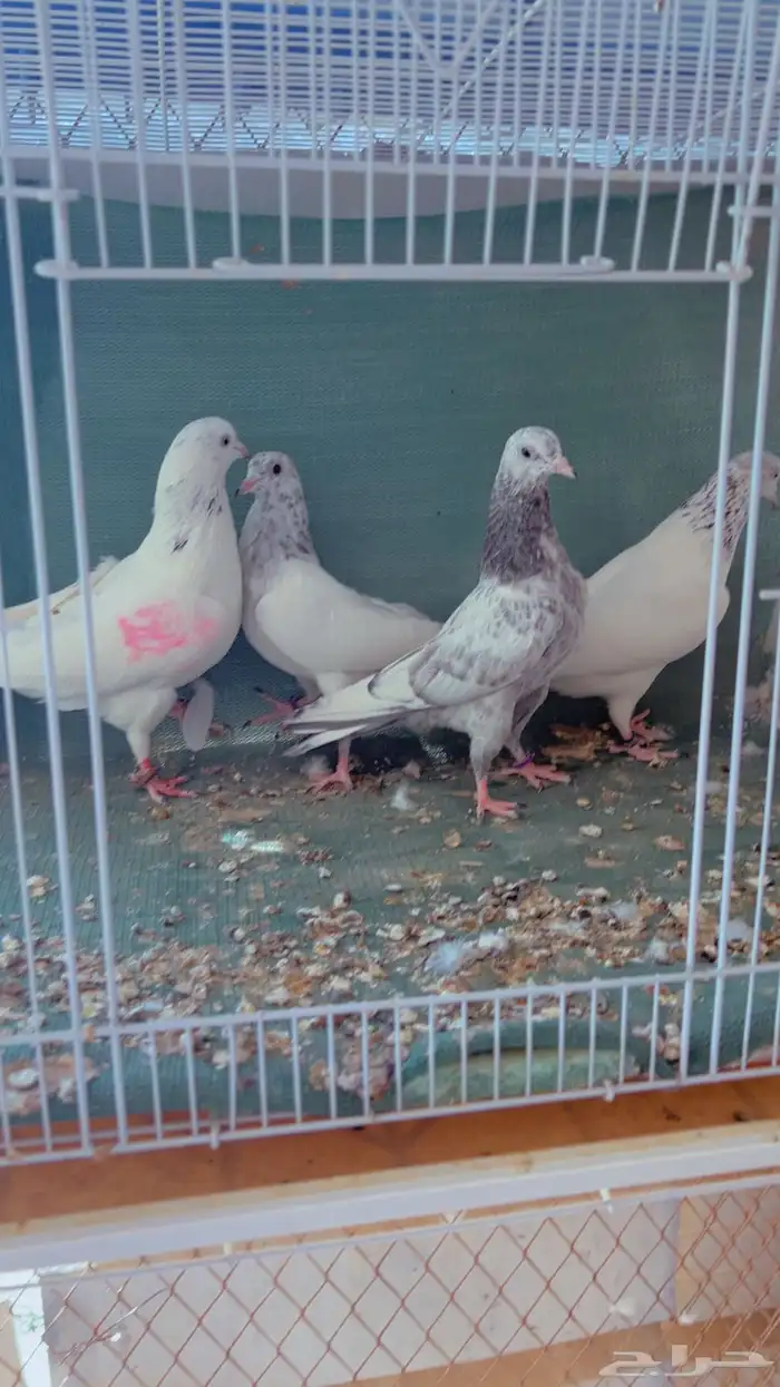 زوج باكستاني 0