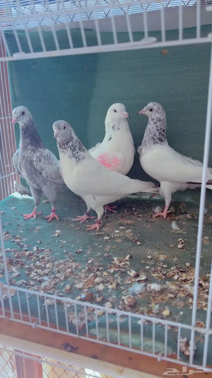 زوج باكستاني 1