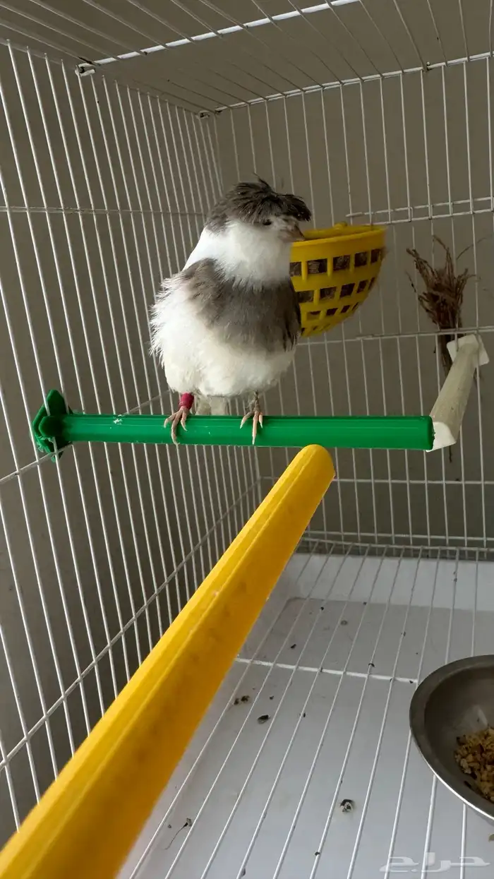 جوز كناري جولستر ذكر تغريد 4