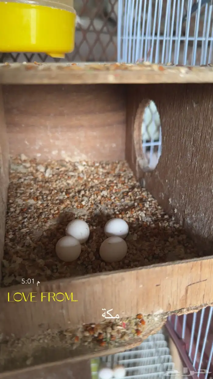 جوز بادجي منتج 1