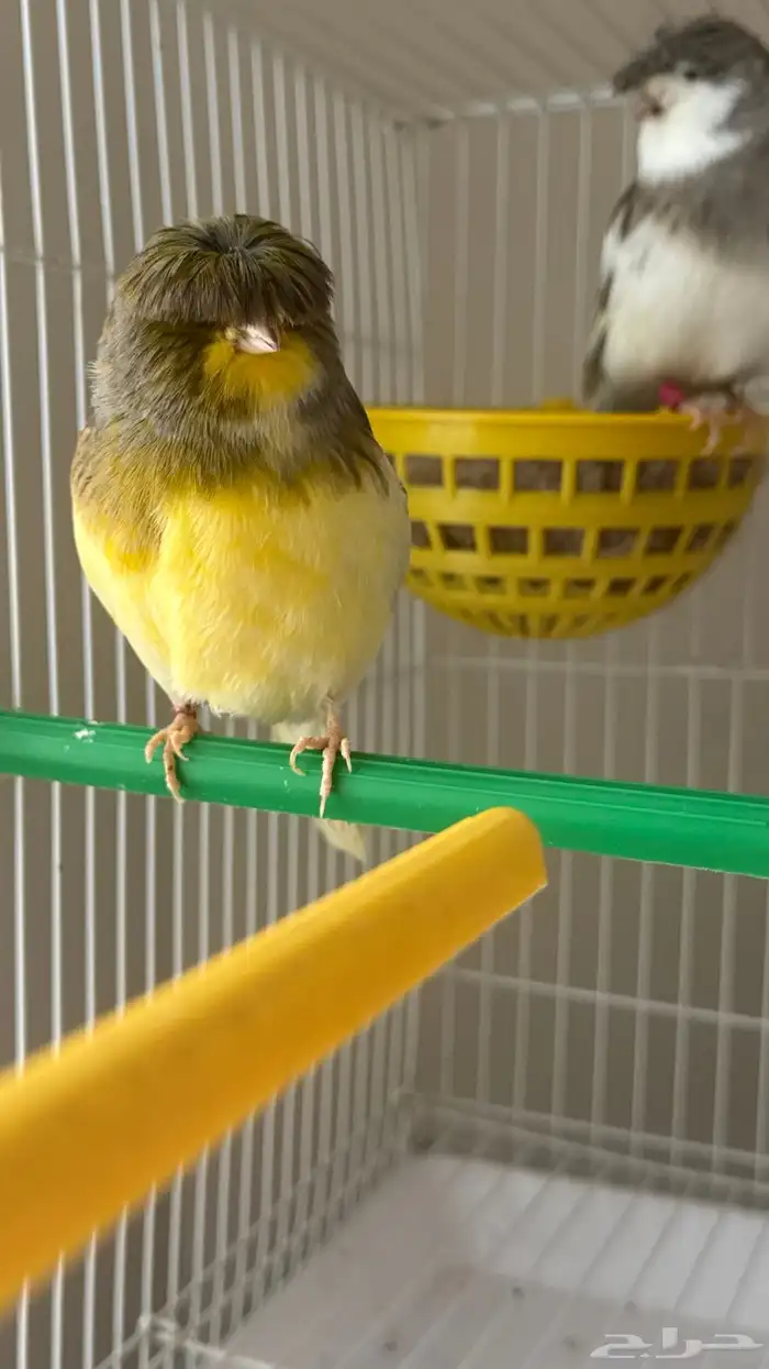 جوز كناري جولستر ذكر تغريد 2