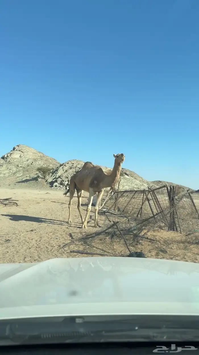 ناقه ضروبه منتج طيبه البيع مستعجل 0