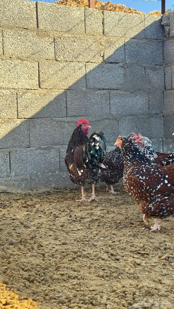 دجاج سوساكس 2