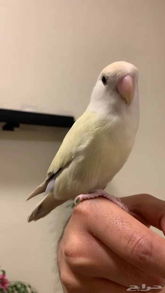 (مباع) روز كريمنو اليف نشبة هدد فاخر (لون مميز ونادر نسبيا ) 2