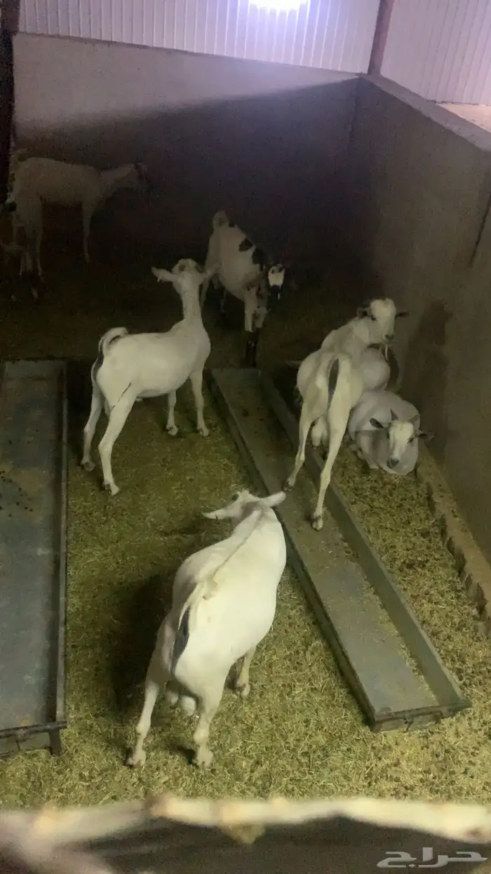 للبيع تيوس ذبايح 3