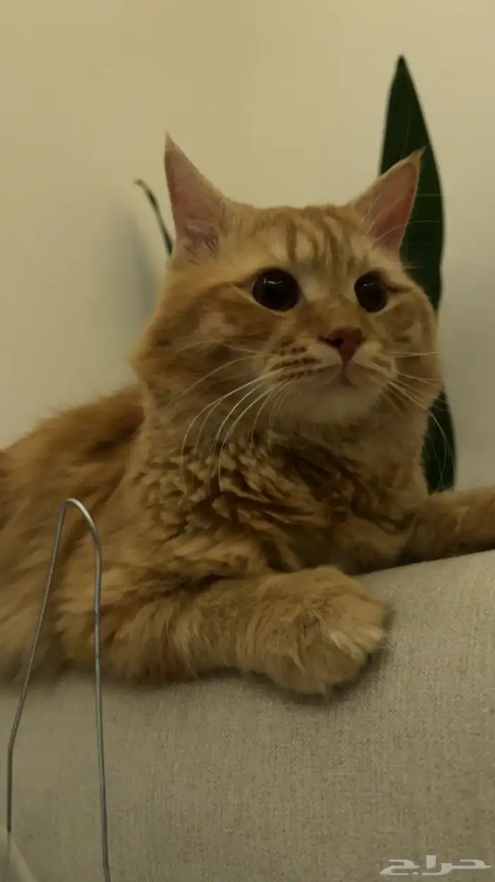 قطه للبيع 0