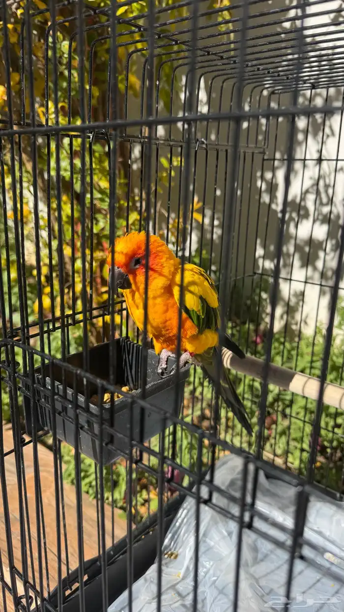 صن كنيور للبيع 5