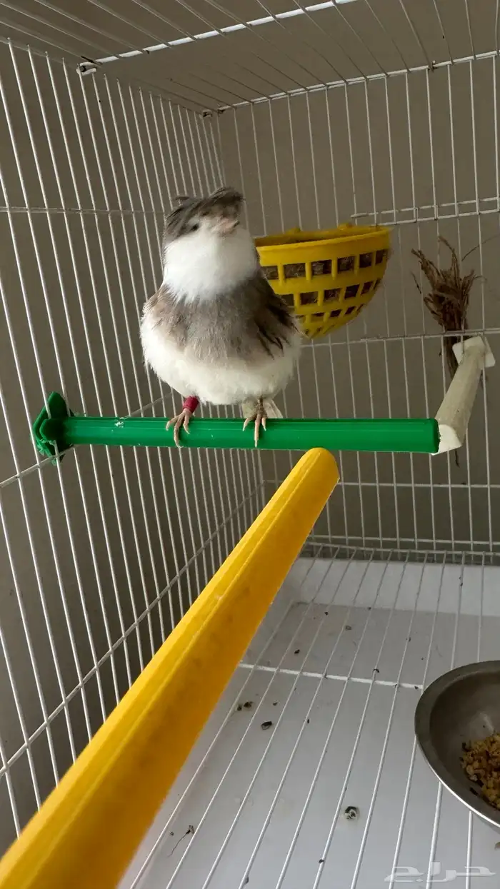 جوز كناري جولستر ذكر تغريد 3