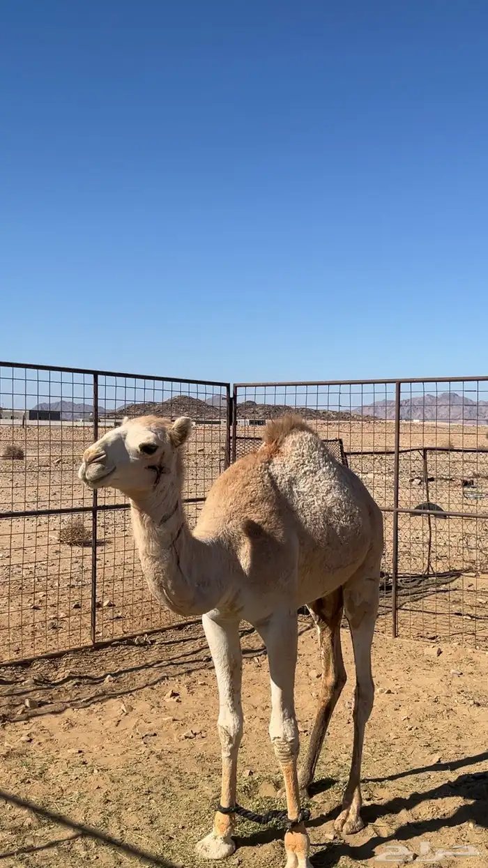 للبيع قعود عليه 3200 0