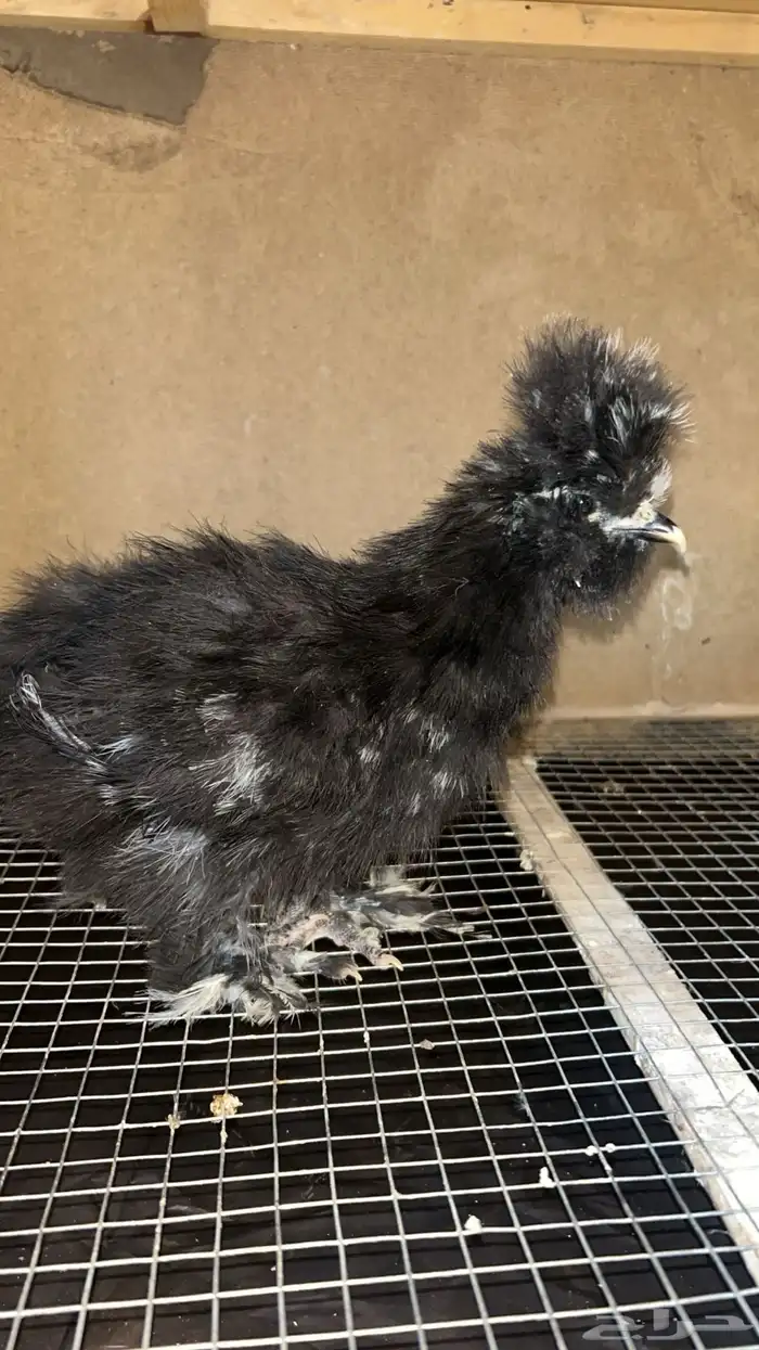 فروخ قطني أمريكي Black ( شوكلت ) فاخر 0