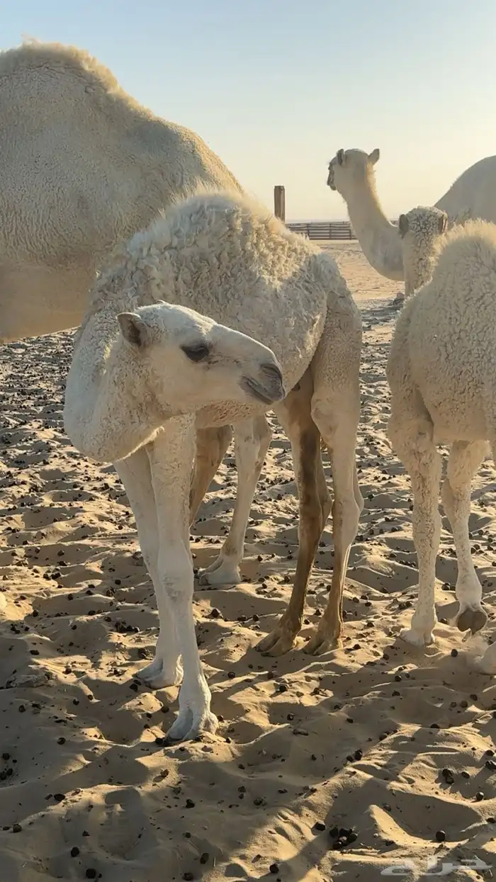 حوار لباني العمر خمس شهور للبيع 1