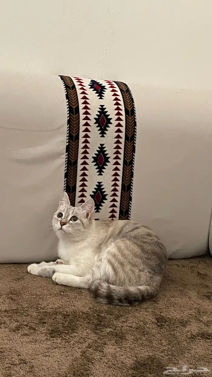 قطوه انثى جتنا البيت قبل يومين ساعه 4 هاديه تحب اللعب 1