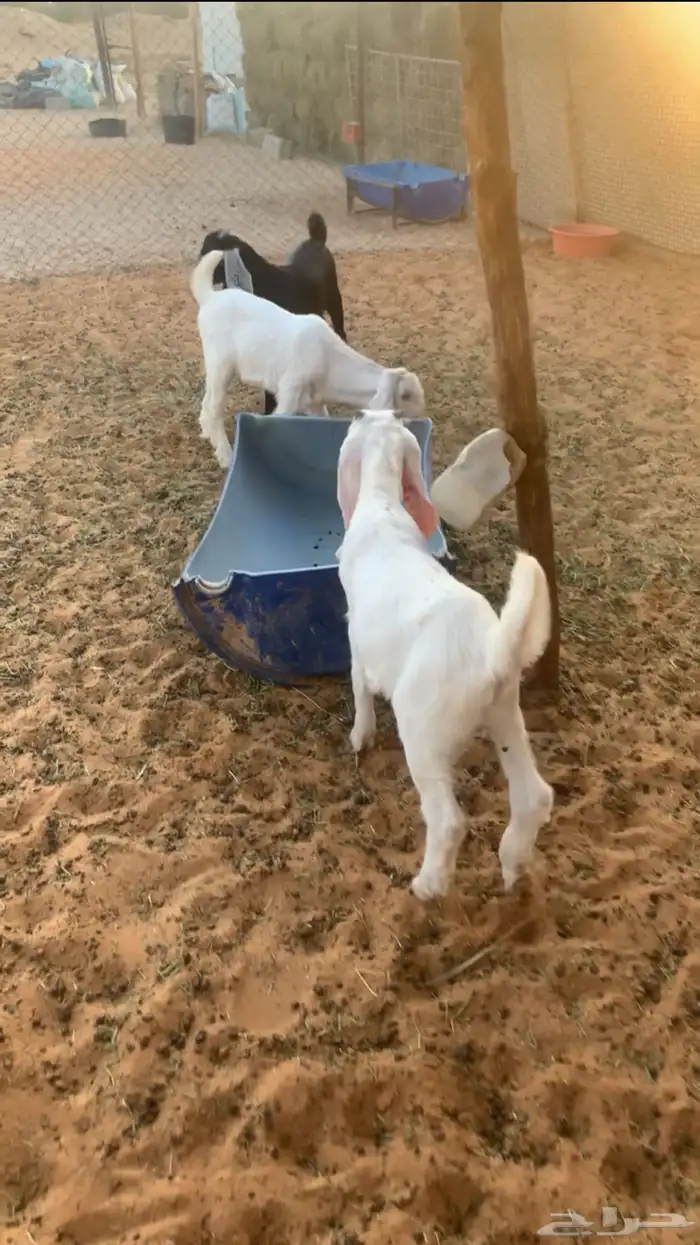 دواغير تيوس 1