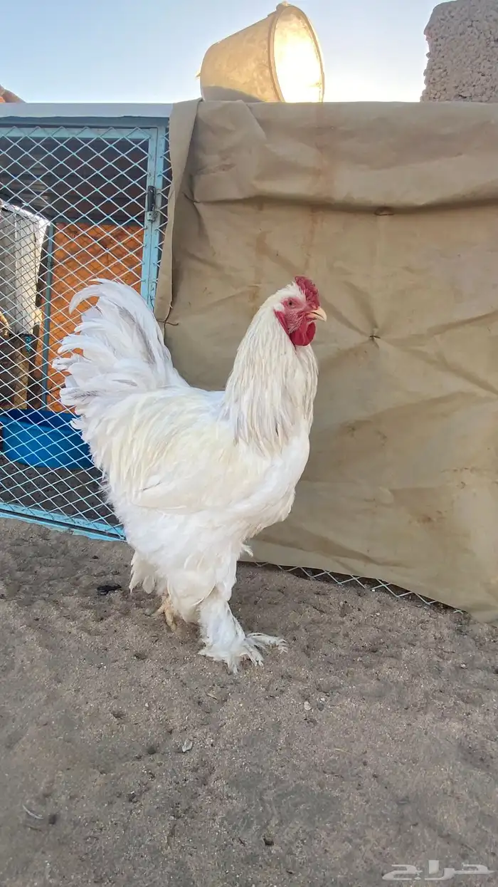 طقم كولومبي 5