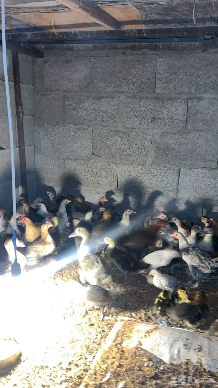 فروخ دجاج وبط 1