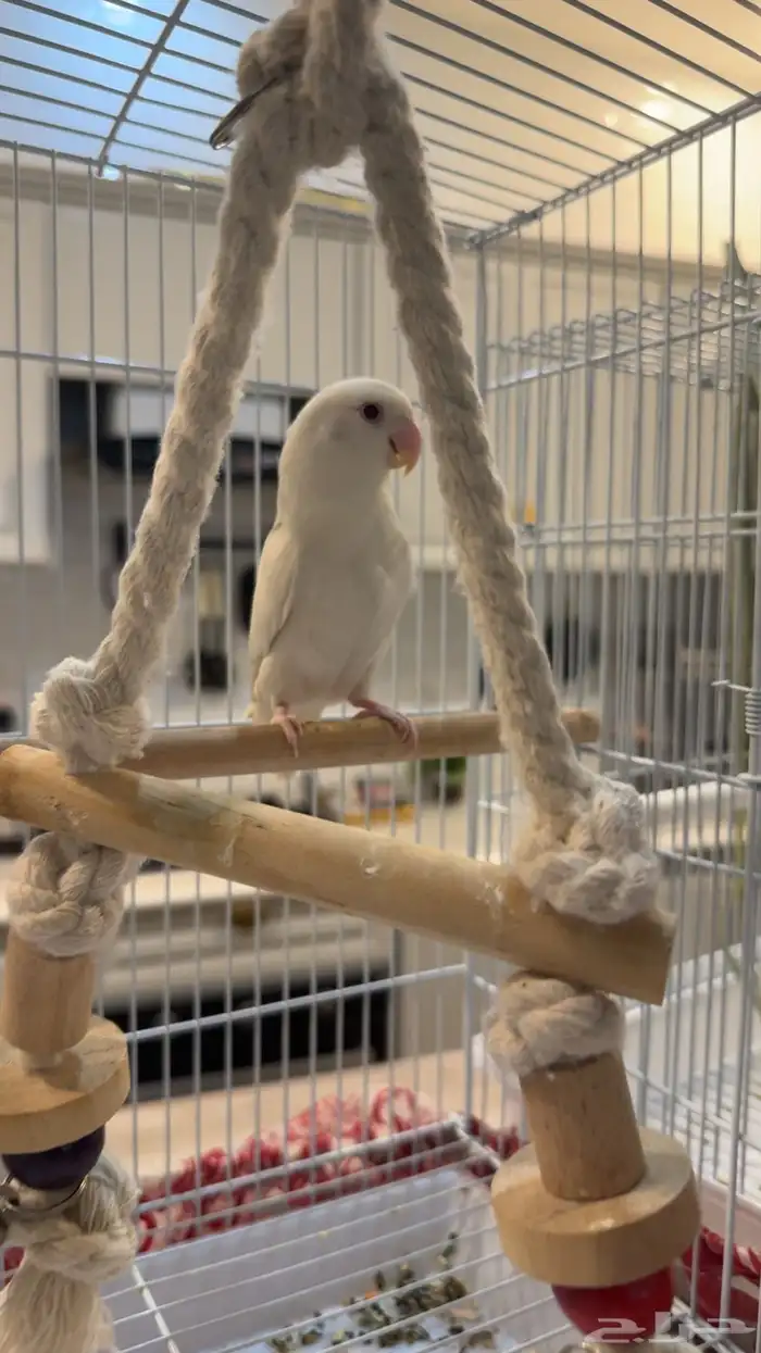 روز البينو 0