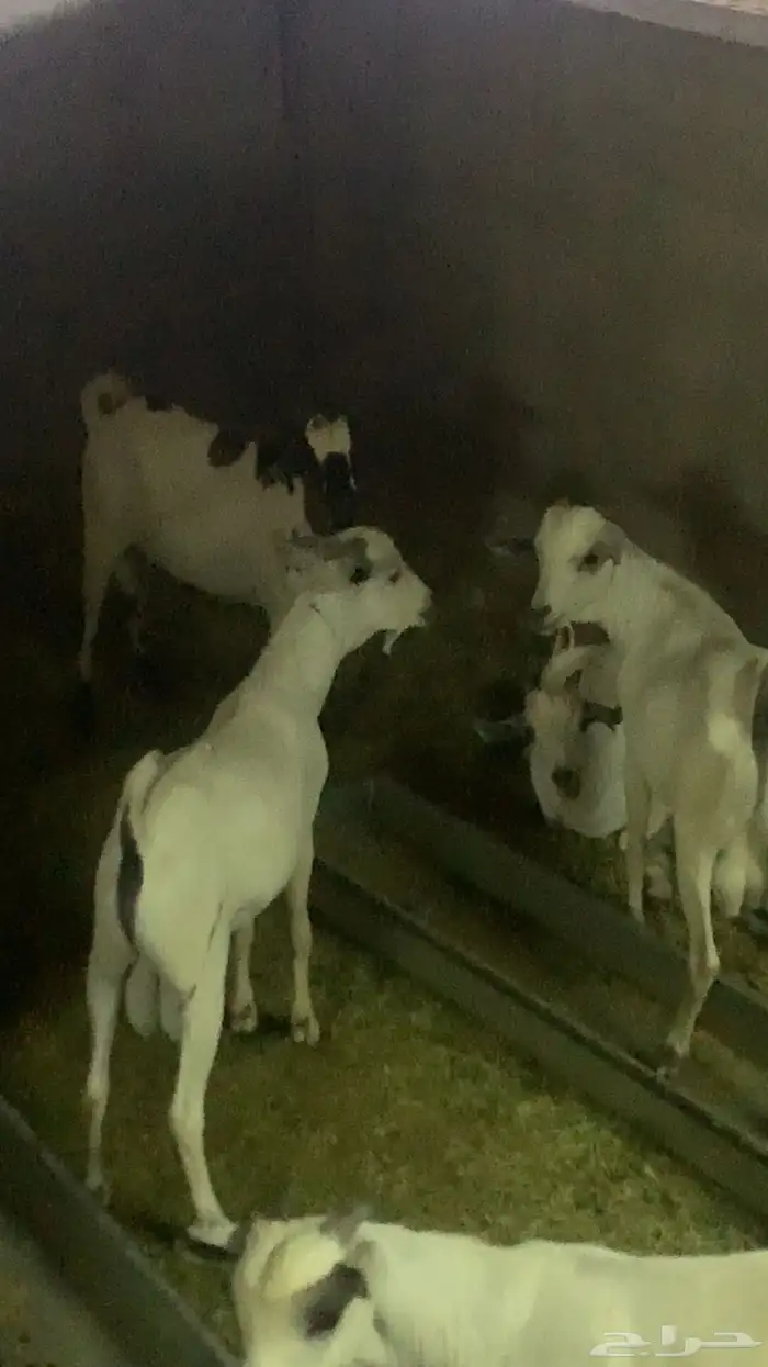 للبيع تيوس ذبايح 1