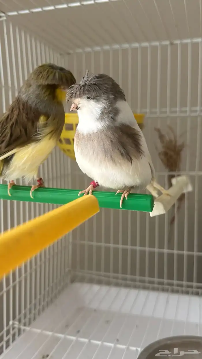 جوز كناري جولستر ذكر تغريد 0