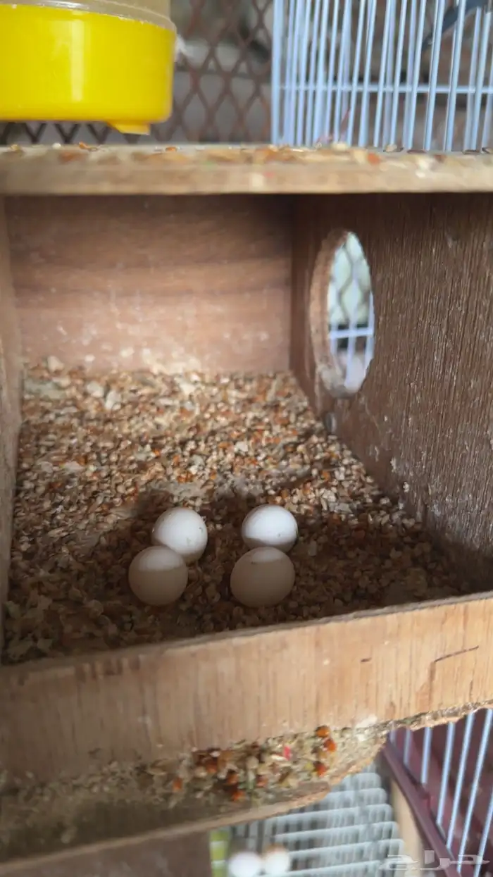 جوز بادجي منتج 2