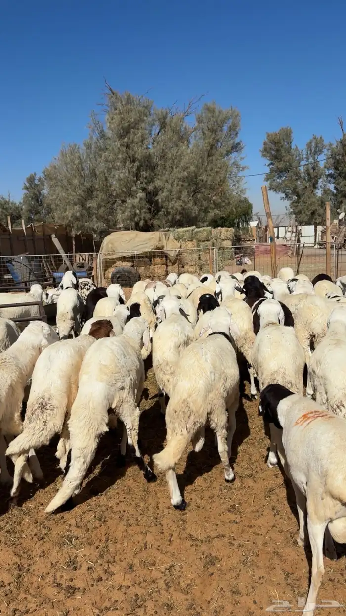 سواكن مرابي فاخرة 5