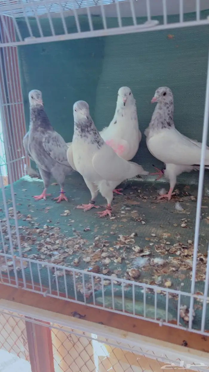 زوج باكستاني 2