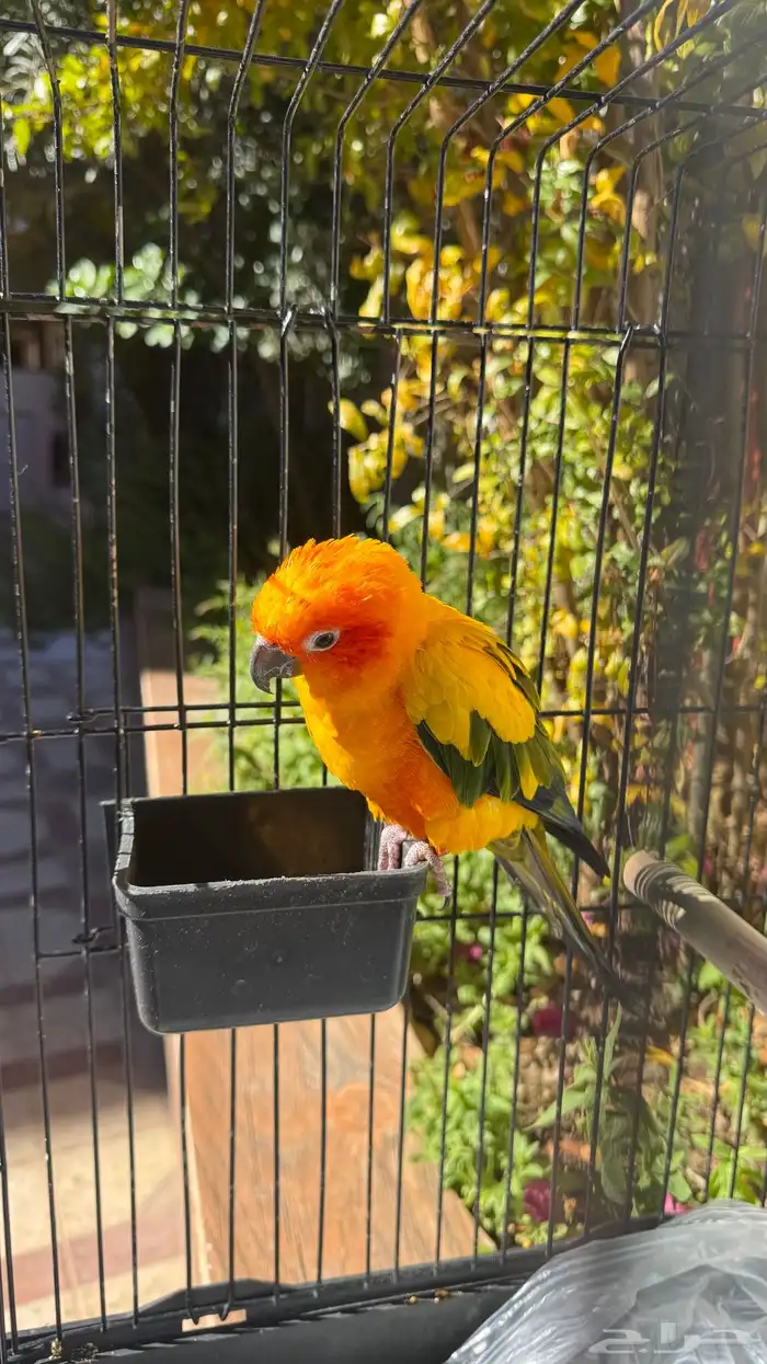 صن كنيور للبيع 4