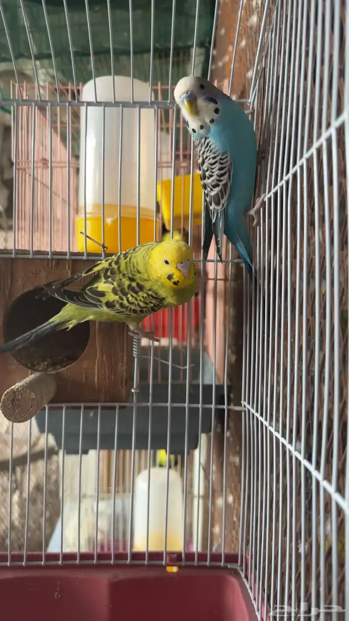 جوز بادجي منتج 3