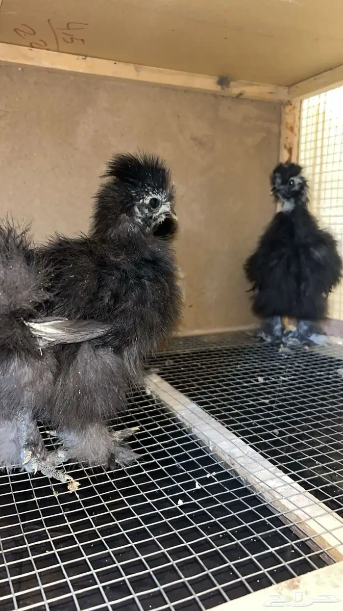 فروخ قطني أمريكي Black ( شوكلت ) فاخر 1