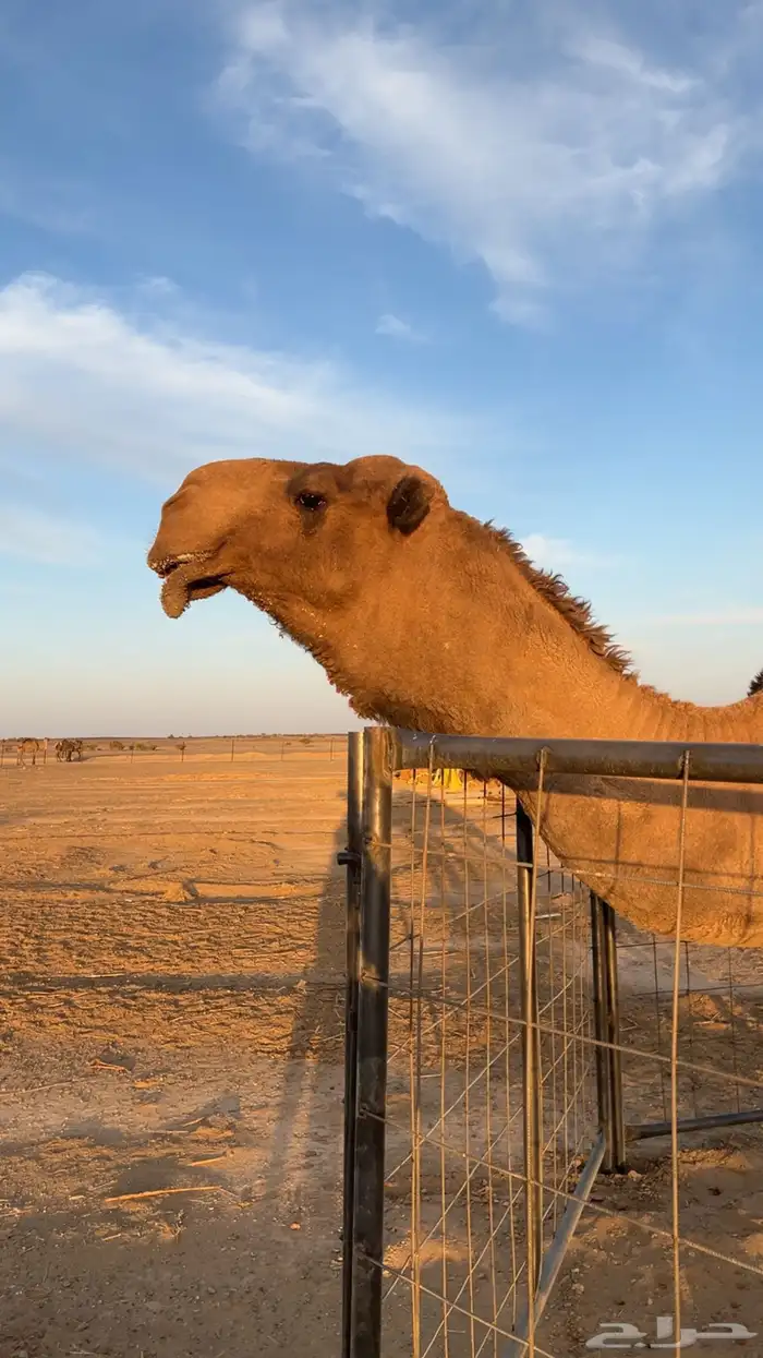 بعير دبياني انتاجه طيب 4