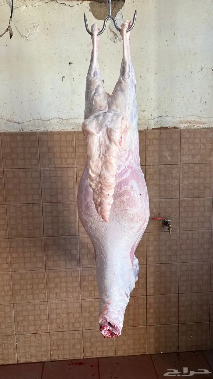 سواكن مرابي فاخرة 1