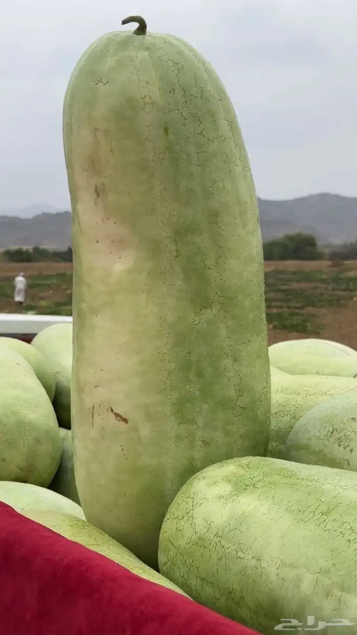 حبحب عثري احمر وحلو 1