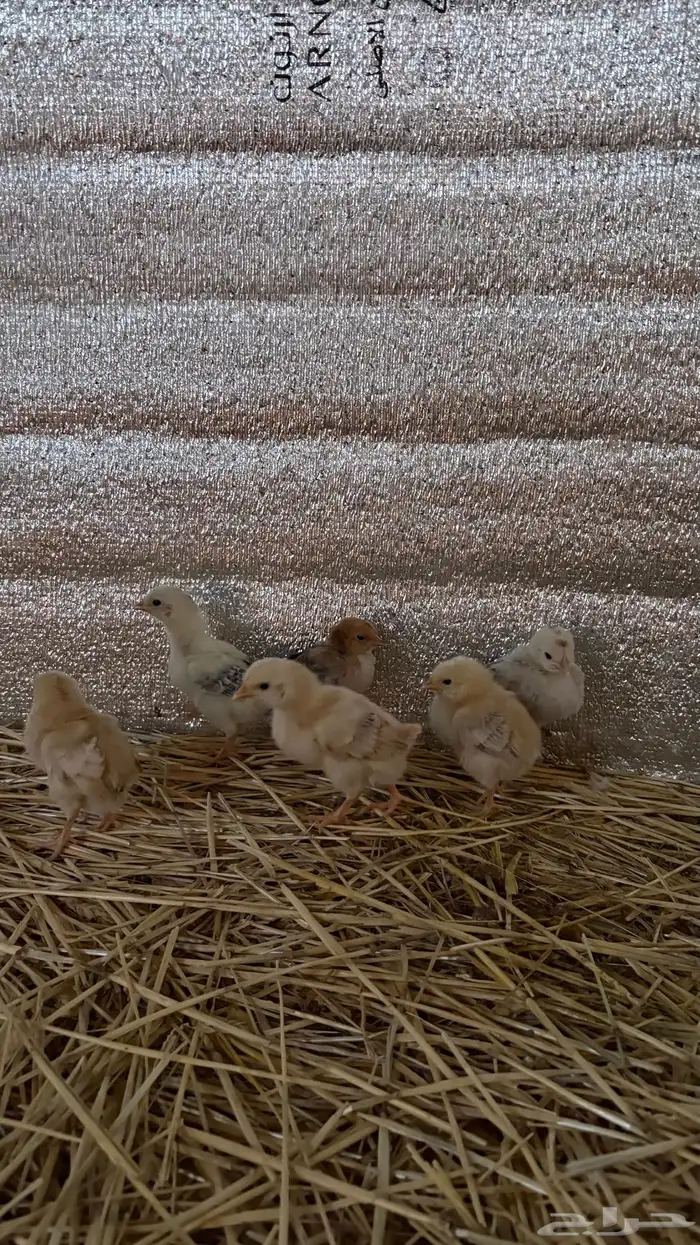 للبيع. صوص دجاج العدد 45 1