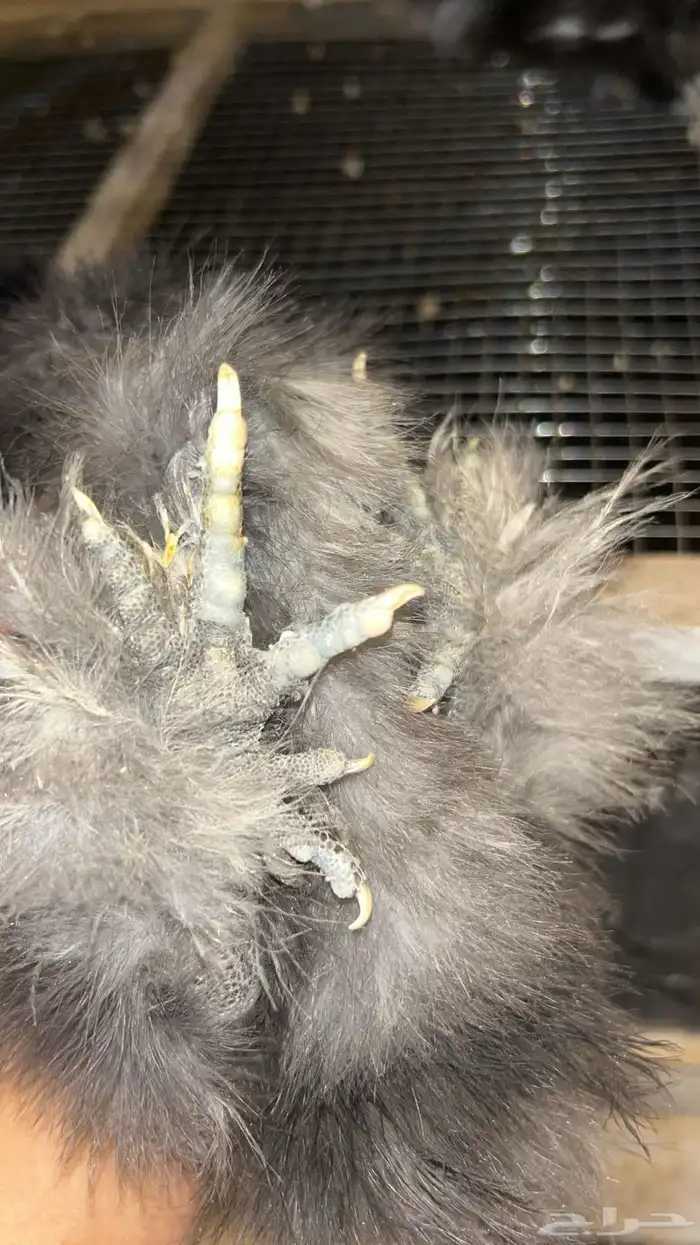 فروخ قطني أمريكي Black ( شوكلت ) فاخر 2