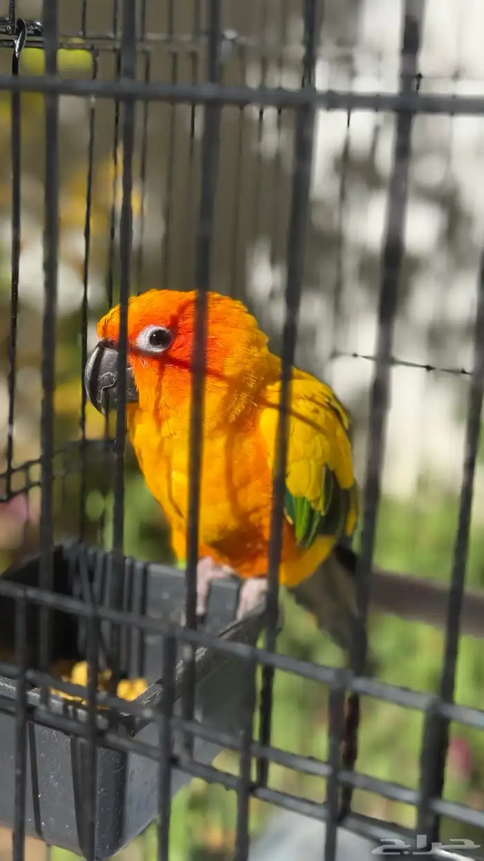 صن كنيور للبيع 6