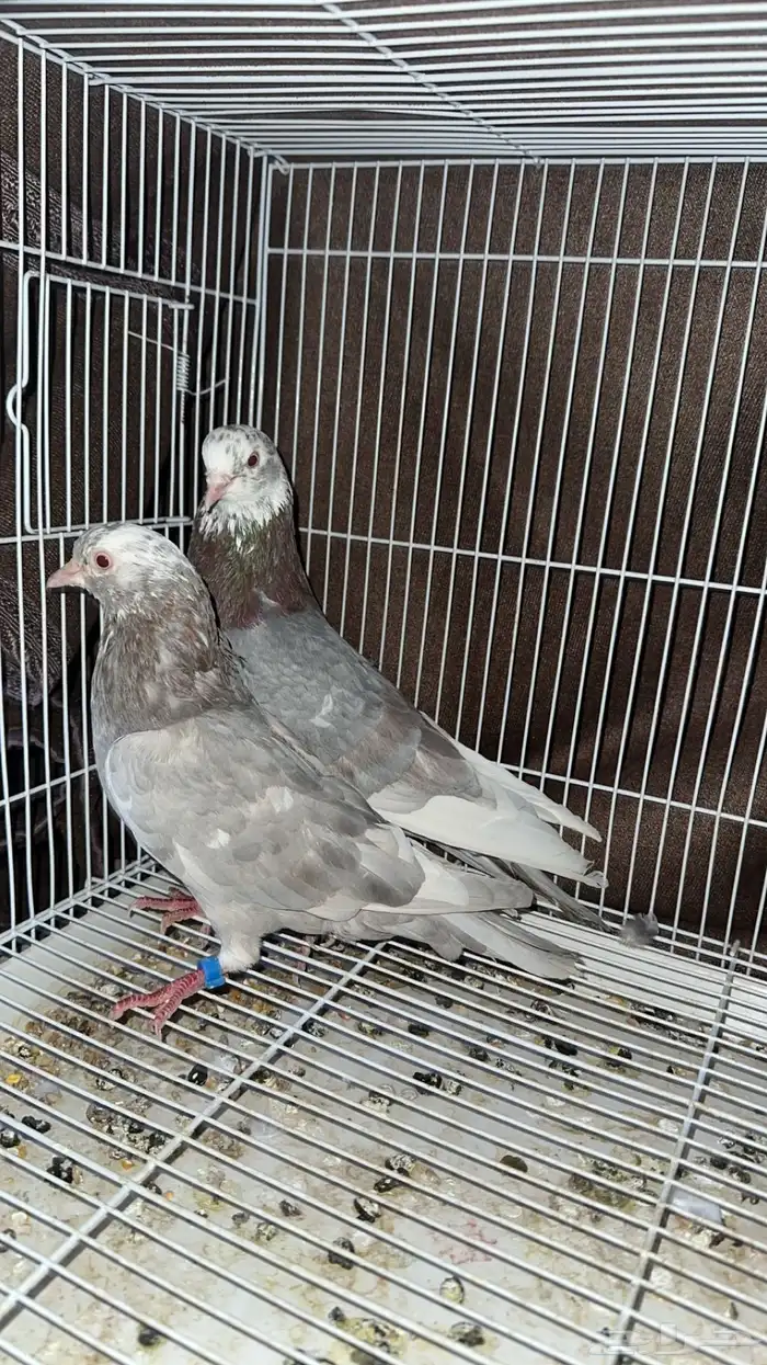 حمام قطيفي 2