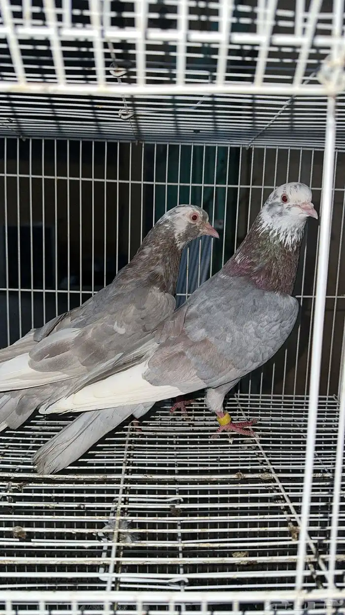 حمام قطيفي 0