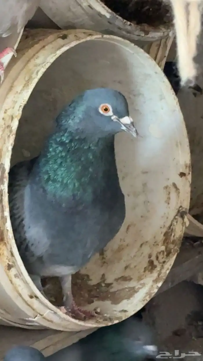 السلام عليكم حمام للبيع 1