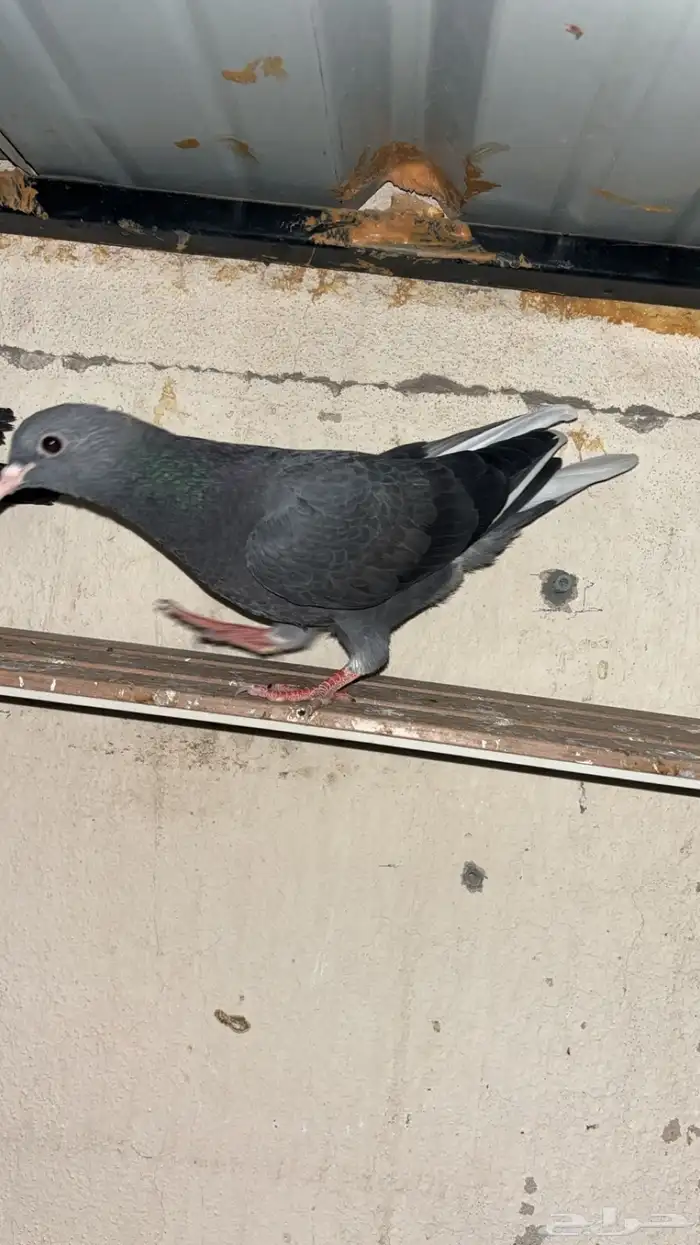 طبات حمام قطايف العدد6 1