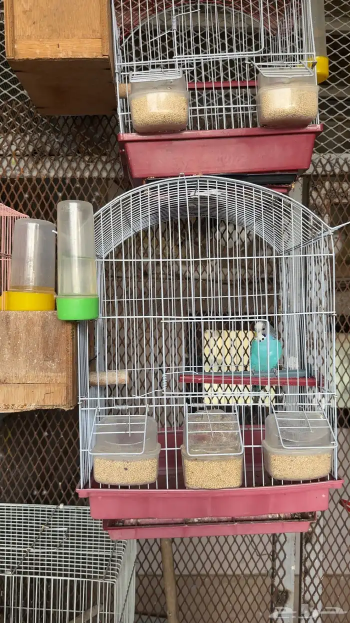 جوز بادجي منتج 4