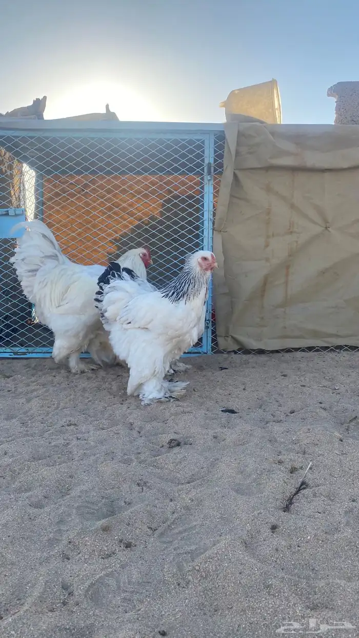 طقم كولومبي 3