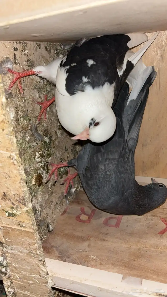 طبات حمام قطايف العدد6 0